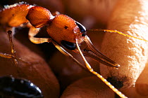Jumping Ant (Harpegnathos saltator) guarding pupae at the nest, from South-East Asia