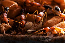 Jumping Ant (Harpegnathos saltator) guarding pupae and larvae at the nest, from South-East Asia