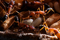 Jumping ant (Harpegnathos saltator) guarding pupae and larvae at the nest, from South-East Asia