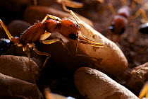 Ant (Harpegnathos saltator) guarding pupae and larvae at the nest, from South-East Asia