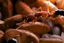 Jumping ant (Harpegnathos saltator) guarding pupae and larvae at the nest, from South-East Asia