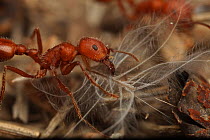 Harvester ant (Pogonomyrmex maricopa) with feather, Arizona USA