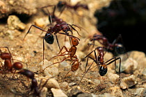 Maricopa harvester ant (Pogonomyrmex maricopa) (middle) fighting a different species of ant (Aphaenogaster sp) over territory