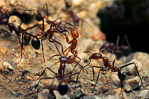 Maricopa harvester ant (Pogonomyrmex maricopa) (middle) fighting a different species of ant (Aphaenogaster sp), over territory Arizona, USA