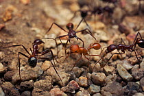 Maricopa harvester ant (Pogonomyrmex maricopa) (middle)  fighting a different species of ant (Aphaenogaster sp), over territory Arizona, USA