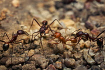 Maricopa harvester ant (Pogonomyrmex maricopa) fighting a Long legged ant (Aphaenogaster cockerelli), over territory Arizona, USA