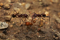 Maricopa harvester ant (Pogonomyrmex maricopa) fighting two ants of different species  (Aphaenogaster cockerelli),  over territory Arizona, USA
