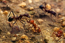 Maricopa harvester ant (Pogonomyrmex maricopa) fighting a different species of ant (Aphaenogaster cockerelli),  over territory Arizona, USA