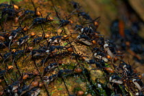 Army ant (Eciton sp) migrating carrying larvae, South America