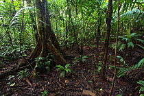 La Selva forest, Costa Rica, South America,