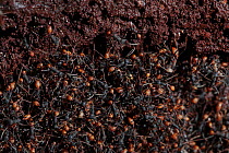 Army ant (Eciton sp.) forming a bivouac or temporary nest, South America
