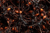 Army ant (Eciton sp.) close up of ants in a bivouac or temporary nest, South America