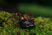 Army ants (Eciton sp) with prey, South America