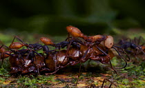 Team of army ants (Eciton sp.) carrying prey