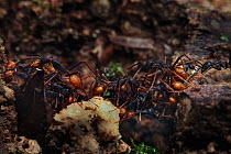 Army ant (Eciton sp) forming an ant bridge, South America