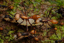 Army ant (Eciton sp.) carrying larvae as a team during migration to a new nest site, South America