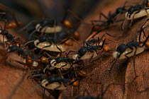 Army ant (Eciton sp.) carrying larvae during migration to a new nest site, South America