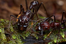 Bullet ants (Paraponera clavata) close-up, South America