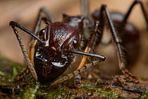 Bullet ant (Paraponera clavata) portrait showing mandibles, from South America