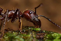 Bullet ant (Paraponera clavata) portrait, from South America
