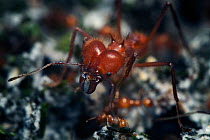 Leaf-cutter ant (Atta sp) soldier close up, Costa Rica