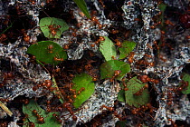 Leaf cutter ants (Atta sp) tending  fungus garden with leaves as growth medium, Costa Rica