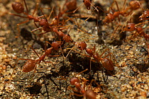 Weaver ants (Oecophylla sp) Sri Lanka