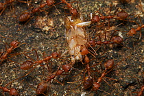 Weaver ants (Oecophylla sp) with cockroach prey, Sri Lanka