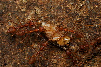 Weaver ants (Oecophylla sp) with cockroach prey, Sri Lanka