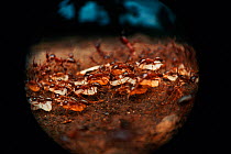 Driver ant / Siafu (Dorylus sp.) in nomadic stage carrying pupae