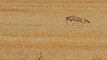 Coyote / American jackal / The prairie wolf (Canis latrans) pouncing while hunting, Regina, Saskatchewan, Canada.