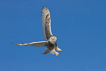 Snowy owl (Bubo scandiacus) flying against blue sky, about to land, Regina, Saskatchewan, Canada.