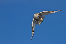 Snowy owl (Bubo scandiacus) flying against blue sky, Regina, Saskatchewan, Canada.