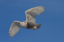 Snowy owl (Bubo scandiacus) flying against blue sky, Regina, Saskatchewan, Canada.