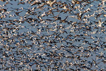 Snow goose (Chen caerulescens) large flock flying during migration, Saskatchewan, Canada.