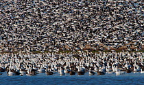 Snow goose (Chen caerulescens) large flock gathered on flooded plains during migration, Saskatchewan, Canada.