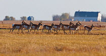 Pronghorn antelope (Antilocapra americana) herd on the prairies, Saskatchewan, Canada.