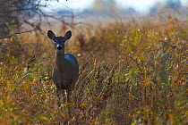Mule deer (Odocoileus hemionus) portrait, Regina, Saskatchewan, Canada.