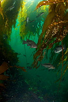Black / Smallmouth Bass (Micropterus dolomieu) Port Hardy, British Columbia, Canada.