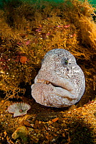 Wolf Eel (Anarhichthys ocellatus) head portrait, Port Hardy, British Columbia, Canada.