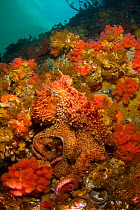 Giant Pacific octopus (Enteroctopus dofleini) Port Hardy, British Columbia, Canada.