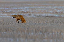 Red fox (Vulpes vulpes) with head down a hole hunting, Regina, Saskatchewan, Canada.