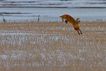 Red fox (Vulpes vulpes) jumping and about to pounce whilst hunting, Regina, Saskatchewan, Canada.