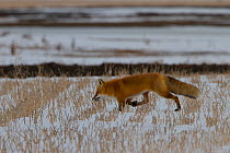 Red fox (Vulpes vulpes) carrying a vole, Regina, Saskatchewan, Canada.