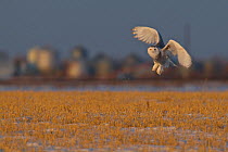 Snowy owl (Bubo scandiacus) coming in to land on snow covered grassland, Regina, Saskatchewan, Canada.