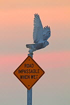 Snowy owl (Bubo scandiaca) taking off from a road information sign at sunset, Scandiaca, Canada.
