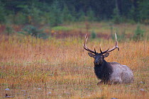 Elk (Cervus canadensis) male, sitting in grassland, Banfff National Park, Alberta, Canada.