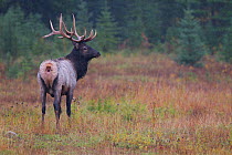 Elk (Cervus canadensis) male from behind, standing, Banff National Park, Alberta, Canada.