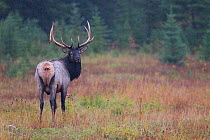 Elk (Cervus canadensis) standing portrait, Banff National Park, Alberta, Canada.