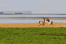 Pronghorn antelope (Antilocapra americana) in landscape beside water, Saskatchewan, Canada.